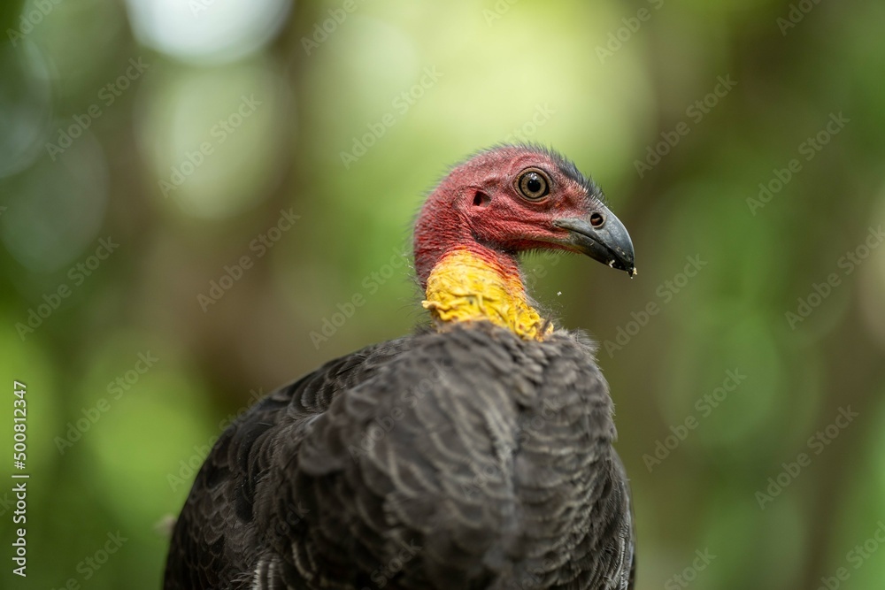 close up of a bush turkey in queensland Australia close up of a bush turkey in queensland Australia