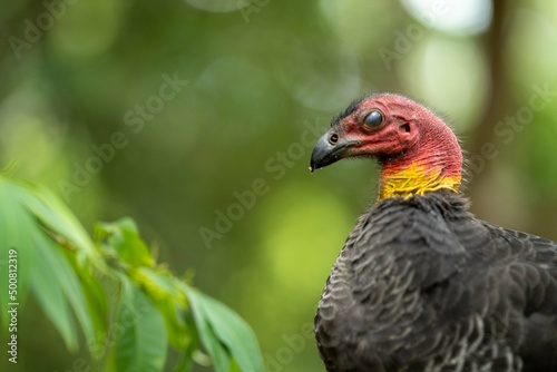 close up of a bush turkey in queensland Australia © William