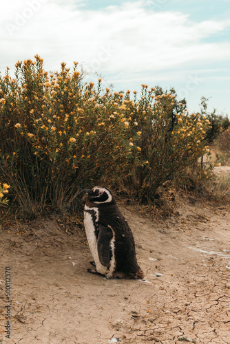 Pinguinos fuera de temporada photo