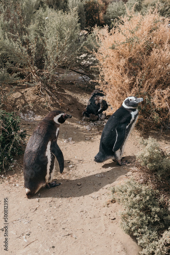 Pinguinos fuera de temporada photo