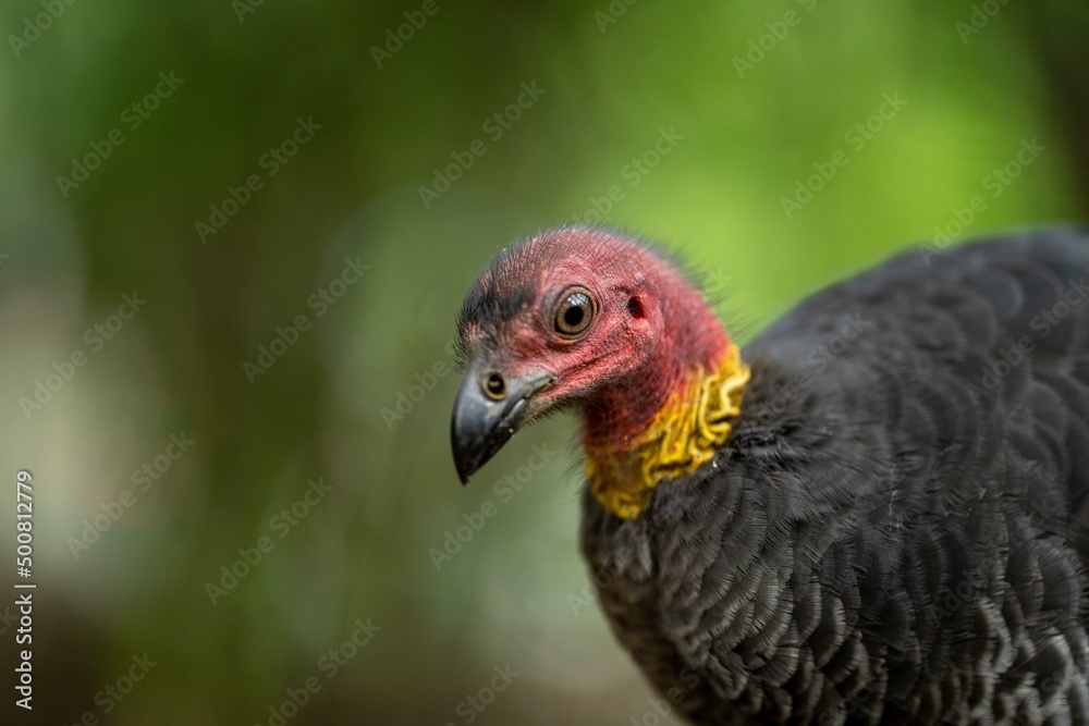 close up of a bush turkey in queensland Australia close up of a bush turkey in queensland Australia