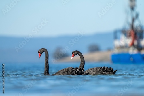 tasmanian coastal landscape and bird life  photo