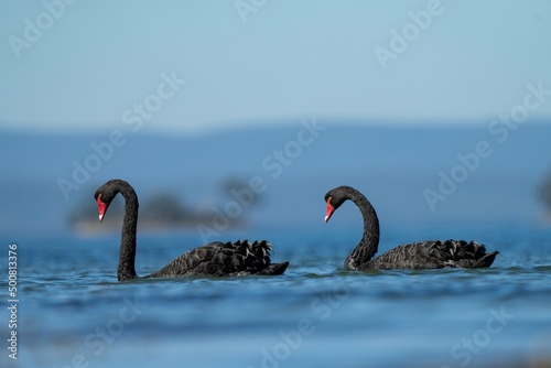 tasmanian coastal landscape and bird life 