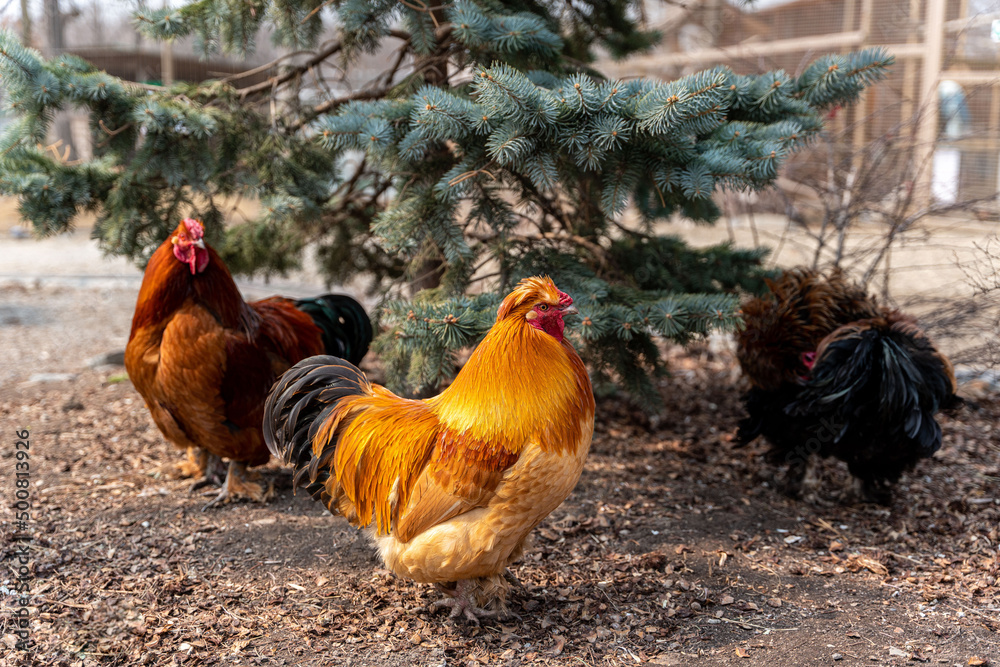 Fototapeta premium A beautiful rooster standing on the grass on a blurred green nature background. Rooster of the zodiac year. Year of the rooster.