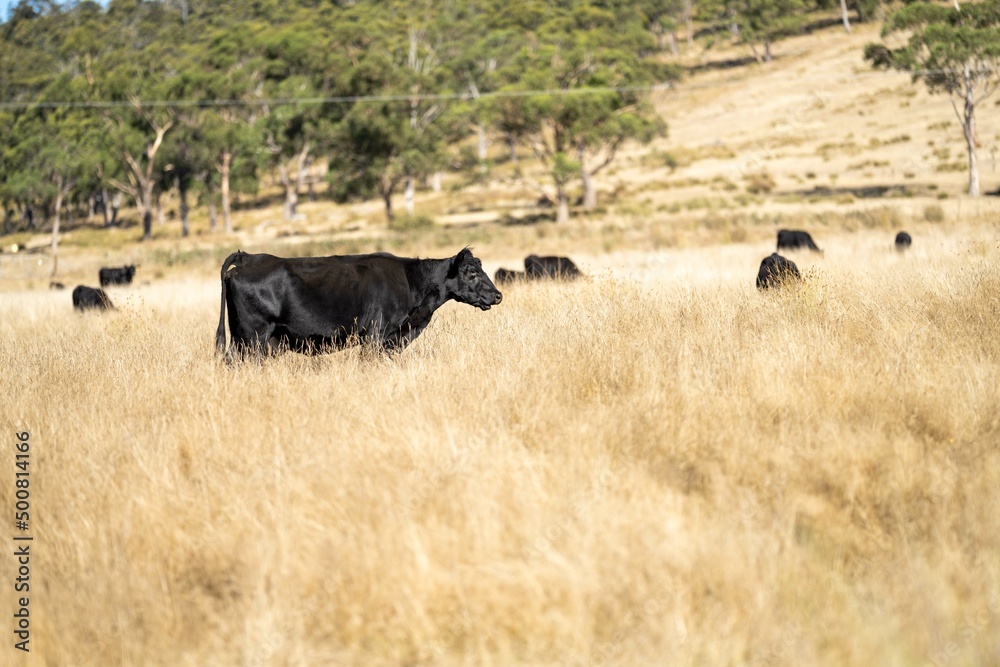 Fototapeta premium Close up of Stud speckle park Beef bulls, cows and calves grazing on grass in a field, in Australia. breeds of cattle include speckle park, murray grey, angus, brangus and wagyu on long pastures 