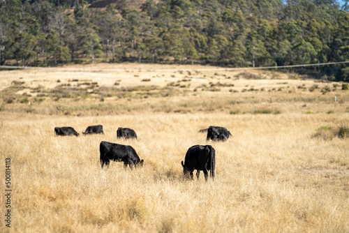 Close up of Stud speckle park Beef bulls, cows and calves grazing on grass in a field, in Australia. breeds of cattle include speckle park, murray grey, angus, brangus and wagyu on long pastures  © William