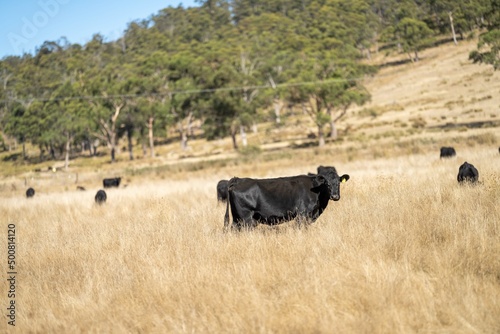 Fototapeta Naklejka Na Ścianę i Meble -  Close up of Stud speckle park Beef bulls, cows and calves grazing on grass in a field, in Australia. breeds of cattle include speckle park, murray grey, angus, brangus and wagyu on long pastures 