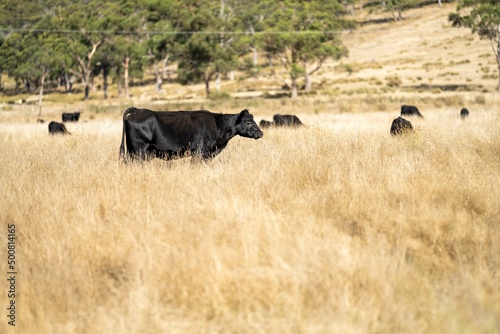 Close up of Stud speckle park Beef bulls  cows and calves grazing on grass in a field  in Australia. breeds of cattle include speckle park  murray grey  angus  brangus and wagyu on long pastures 