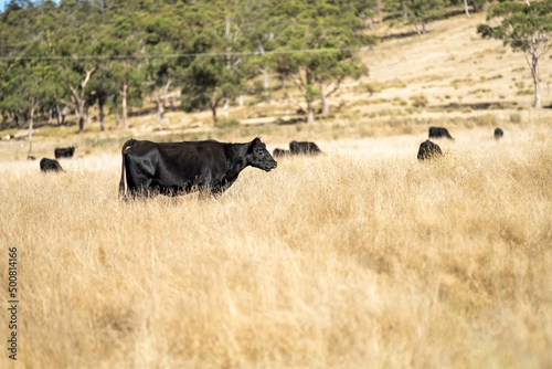Fototapeta Naklejka Na Ścianę i Meble -  Close up of Stud speckle park Beef bulls, cows and calves grazing on grass in a field, in Australia. breeds of cattle include speckle park, murray grey, angus, brangus and wagyu on long pastures 