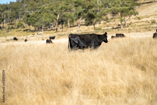 Close up of Stud speckle park Beef bulls, cows and calves grazing on grass in a field, in Australia. breeds of cattle include speckle park, murray grey, angus, brangus and wagyu on long pastures  © William