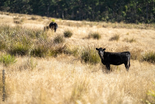 Close up of Stud speckle park Beef bulls, cows and calves grazing on grass in a field, in Australia. breeds of cattle include speckle park, murray grey, angus, brangus and wagyu on long pastures 