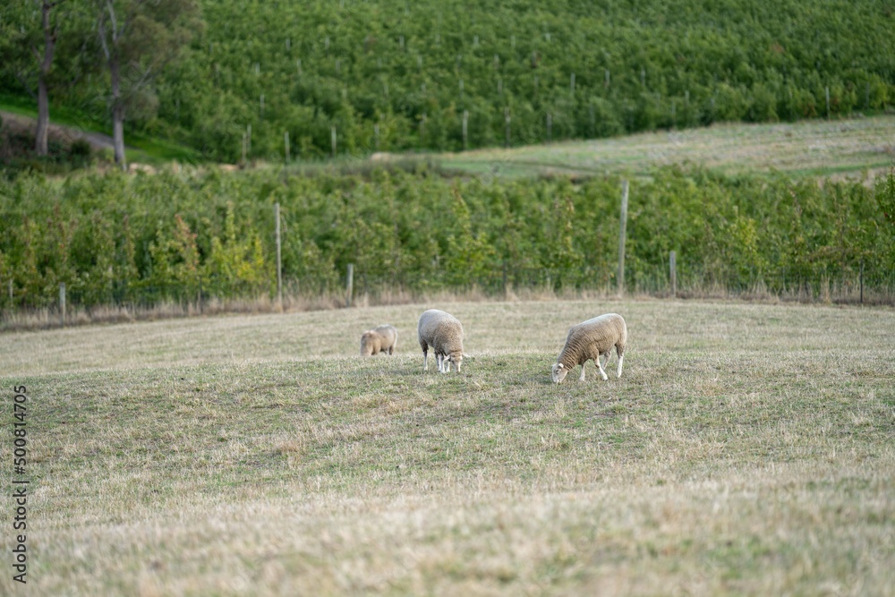Merino sheep, grazing and eating grass in New zealand and Australia Merino sheep, grazing and eating grass in New zealand and Australia