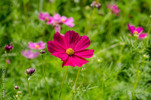 Pink cosmos flower blossom in the garden.