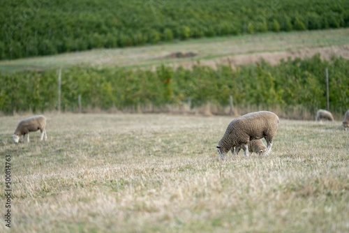 Fototapeta Naklejka Na Ścianę i Meble -  Merino sheep, grazing and eating grass in New zealand and Australia