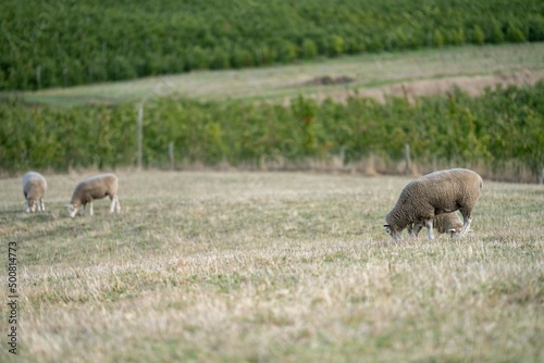 Fototapeta Naklejka Na Ścianę i Meble -  Merino sheep, grazing and eating grass in New zealand and Australia