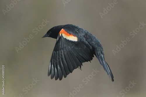 Male Red Winged Blackbirds flying and fighting over food on feeder