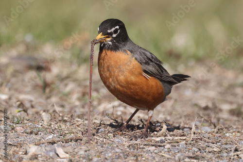 Robin pulling worm out of the ground early on a spring day