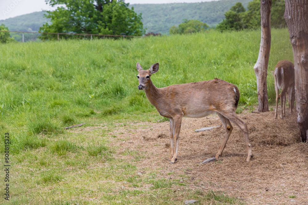 Roe deer walking on grass meadow in summer. Roe deer walking on grass meadow in summer.