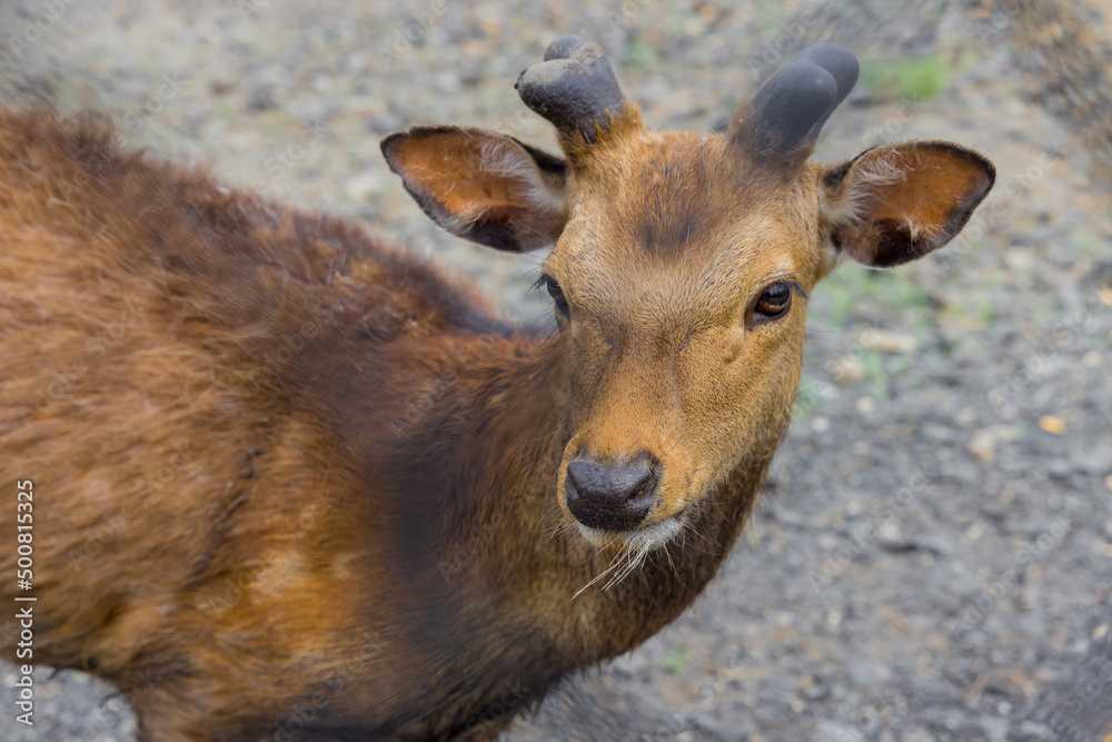 Fototapeta premium Portrait of deer or roe deer standing on ground.