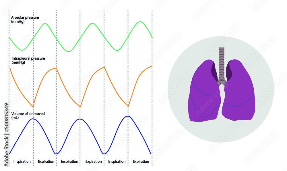 Intrapleural Pressure Cycle intrapleural-pressure-cycle