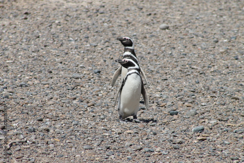 Fototapeta premium penguin on the rocks