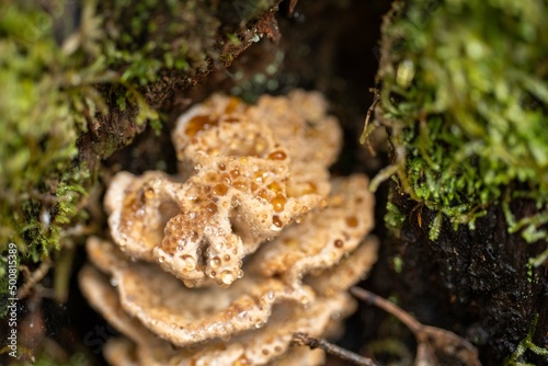 Fungi growing on a tree in tasmania Australia
