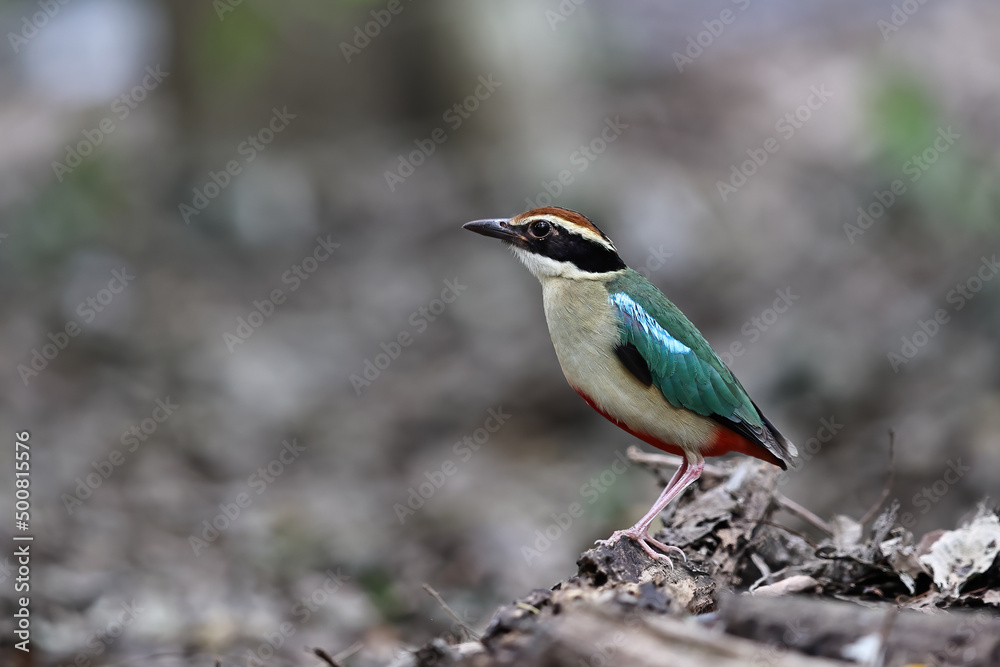 Beautiful colorful bird, Fairy Pitta (Pitta nympha) closeup, bird in nature. Beautiful colorful bird, Fairy Pitta (Pitta nympha) closeup, bird in nature.