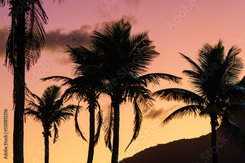 silhouette of coconut trees with a beautiful sunset in the background at ipanema beach in Rio de Janeiro.