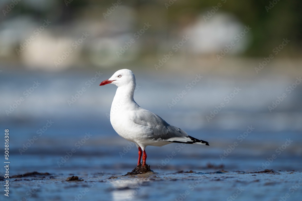 sea birds on the beach in hobart, tasmania, australia sea birds on the beach in hobart, tasmania, australia