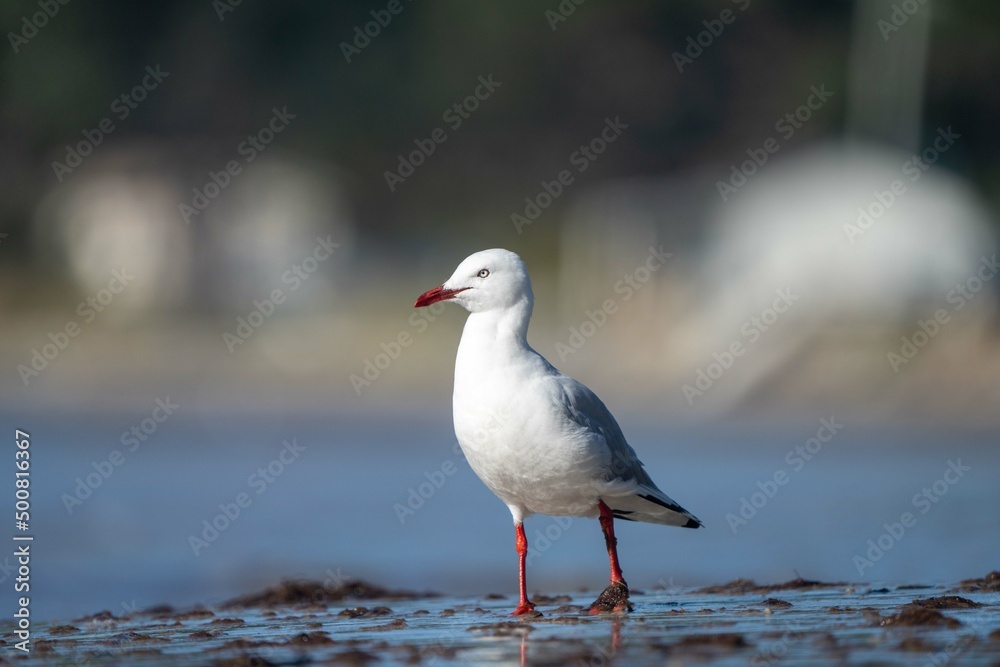 sea birds on the beach in hobart, tasmania, australia sea birds on the beach in hobart, tasmania, australia