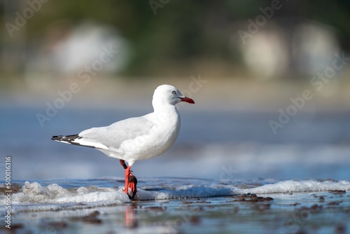 sea birds on the beach in hobart, tasmania, australia