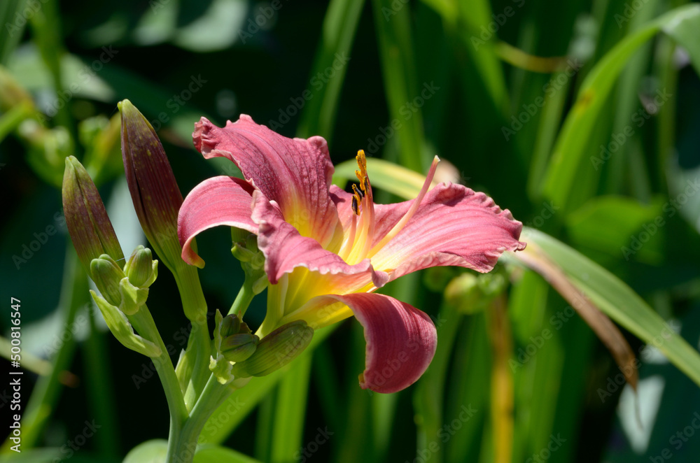 Fototapeta premium Pink Flower