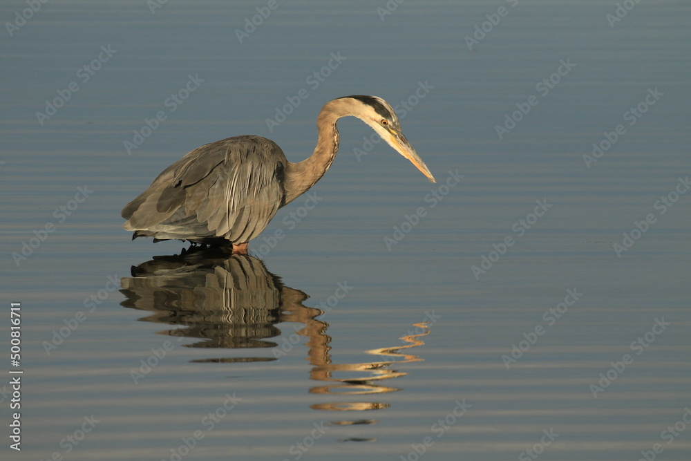 One Great Blue Heron standing in water and hunting with a rippled reflection