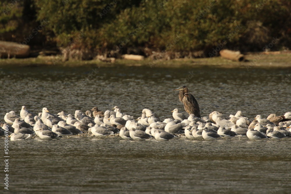 Fototapeta premium One Great Blue Heron standing in water with a flock of seagulls