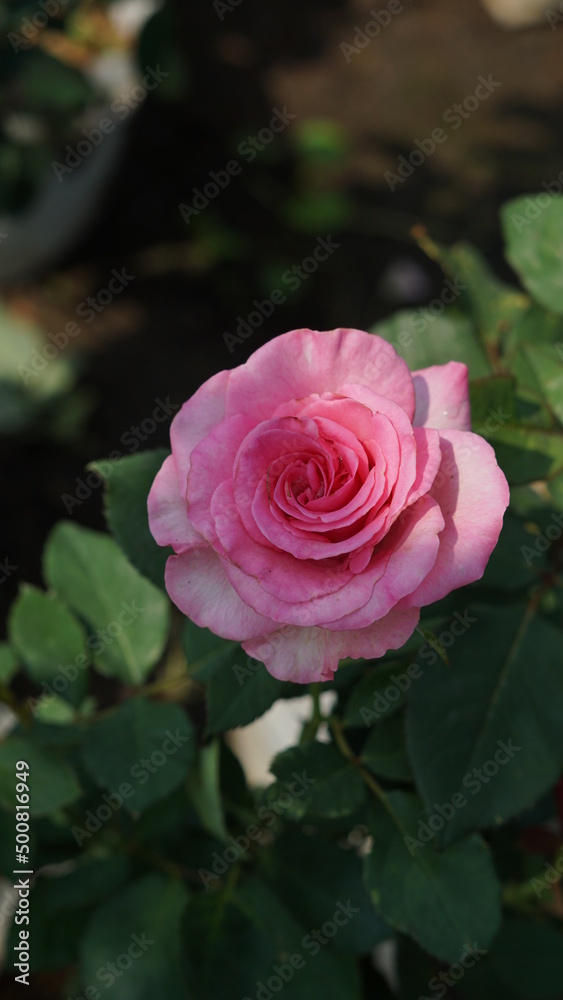 Rose garden,pink roses flower,gold roses flower,white roses flower,red roses flower, summer time. Rose garden,pink roses flower,gold roses flower,white roses flower,red roses flower, summer time.