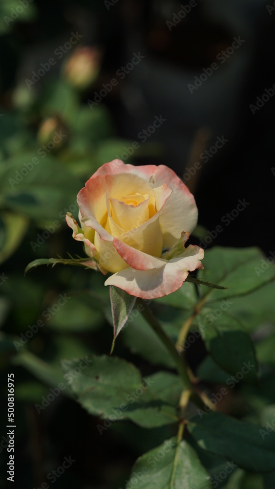 Rose garden,pink roses flower,gold roses flower,white roses flower,red roses flower, summer time. Rose garden,pink roses flower,gold roses flower,white roses flower,red roses flower, summer time.