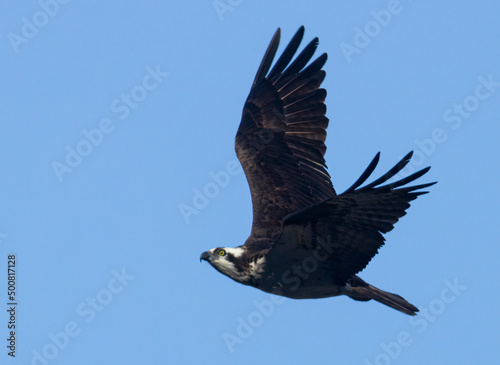 Osprey in Flight