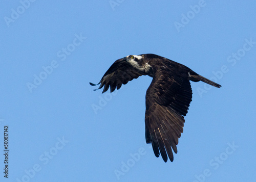 Osprey in Flight