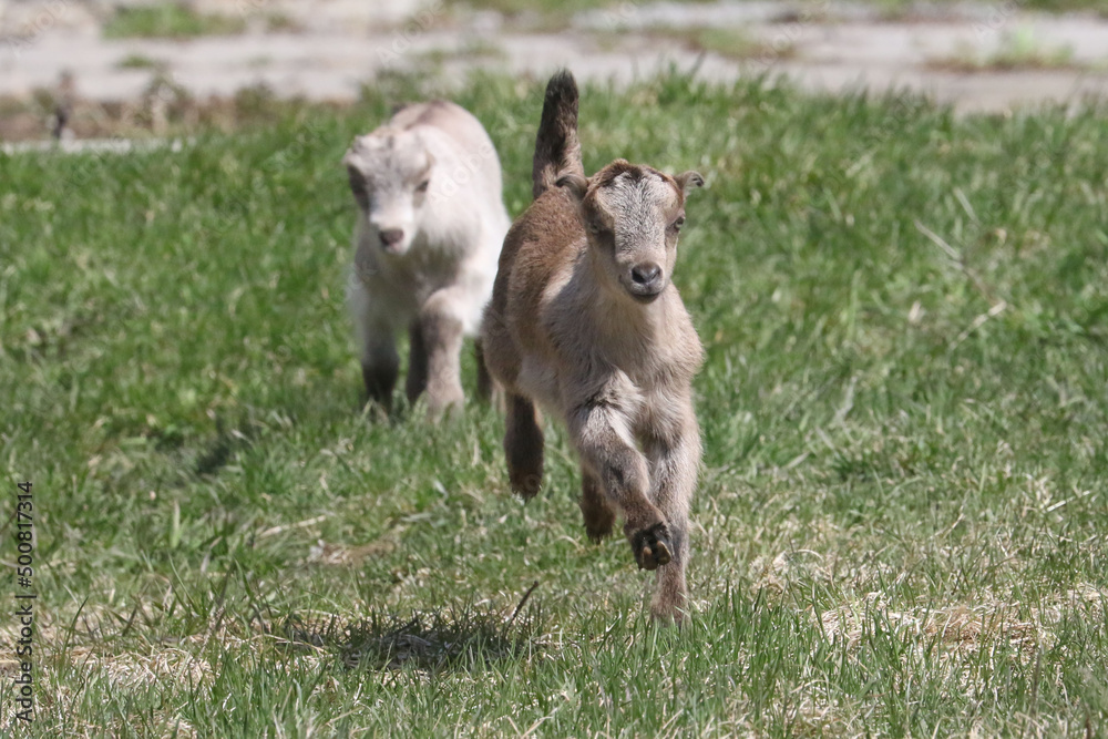Fototapeta premium La Mancha baby goats playing in a spring pasture. They are very small ear flaps and are mulitcoloured