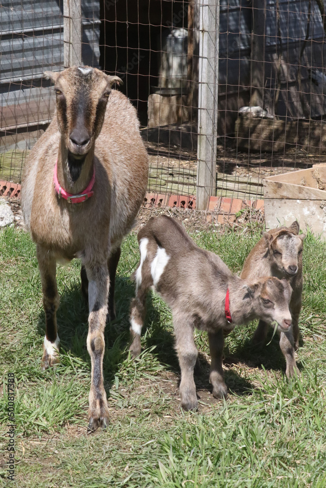La Mancha baby goats playing in a spring pasture. They are very small ear flaps and are mulitcoloured La Mancha baby goats playing in a spring pasture. They are very small ear flaps and are mulitcoloured