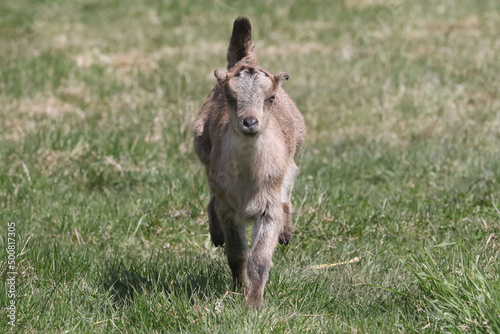 La Mancha baby goats playing in a spring pasture. They are very small ear flaps and are mulitcoloured photo