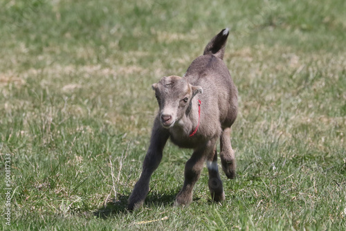 La Mancha baby goats playing in a spring pasture. They are very small ear flaps and are mulitcoloured