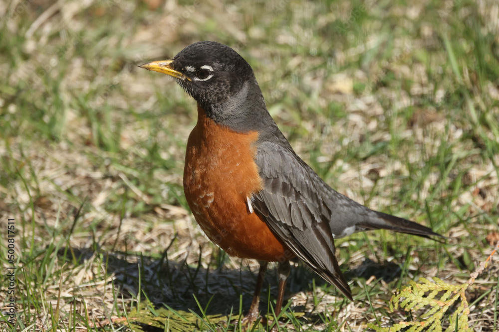 Robins in spring on lawn growing grass, and some are pulling up worms and eating them
