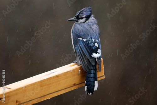Blue Jay around feeder on soaking wet spring rainy day © Janet