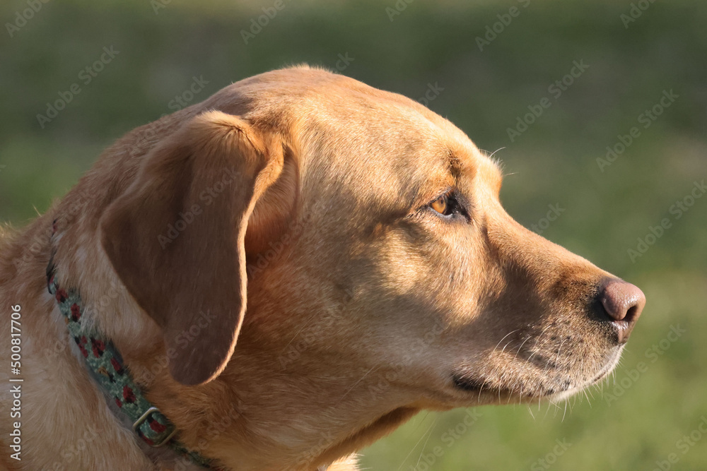 Labrador Retriever on lawn kept there by electric fence on summer evening Labrador Retriever on lawn kept there by electric fence on summer evening