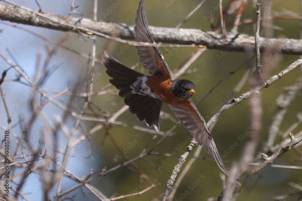 Naklejka premium Robin in spring taking off or eating worm
