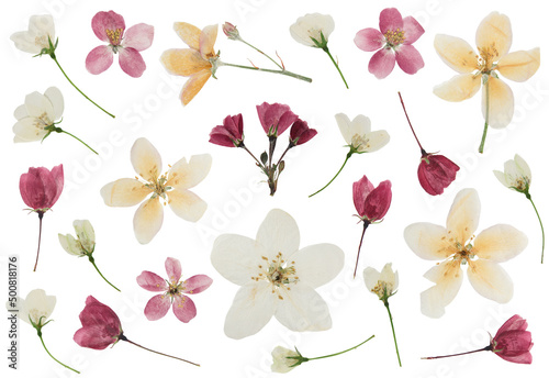Fototapeta Naklejka Na Ścianę i Meble -  Pressed and dried delicate transparent flower apple tree, isolated on white background. For use in scrapbooking, pressed floristry or herbarium.