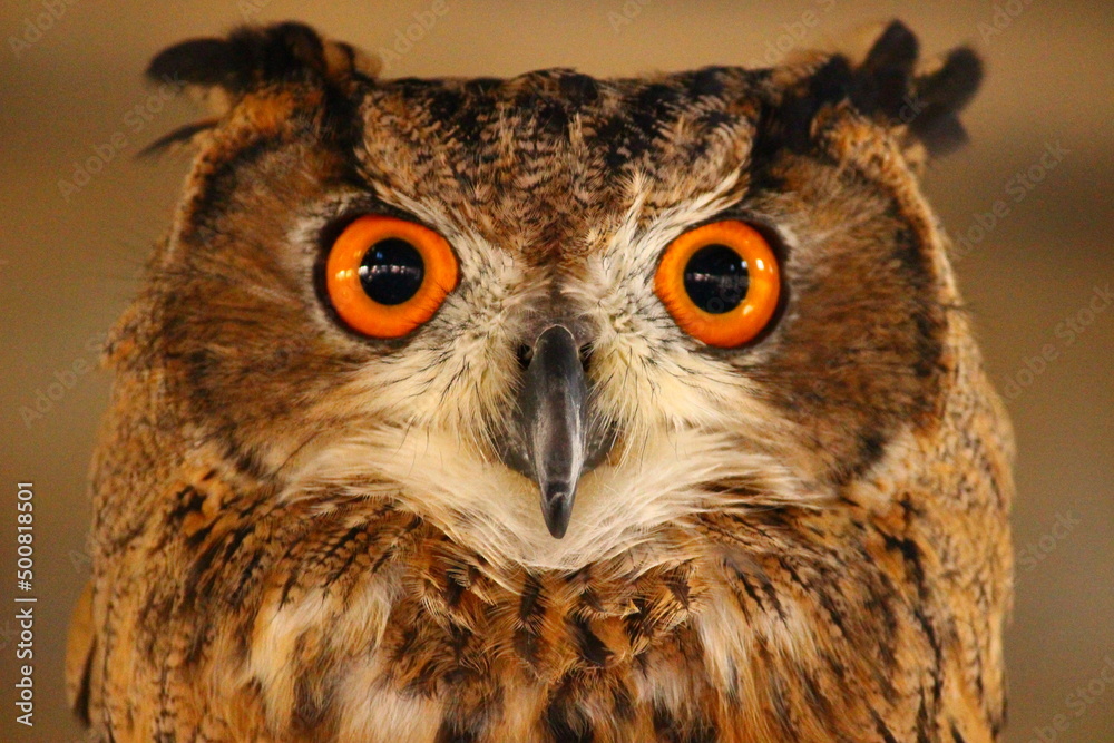 Fototapeta premium カメラ目線のユーラシアワシミミズク