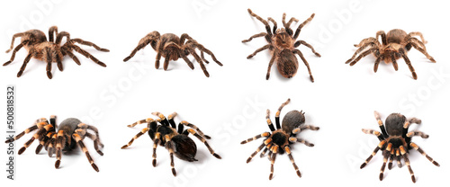 Set of tarantula spiders isolated on white