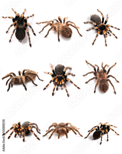 Set of tarantula spiders isolated on white © Pixel-Shot